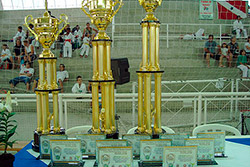 Imagem do CAMPEONATO BRASILEIRO